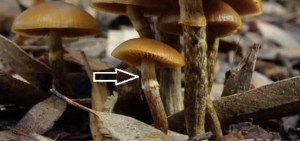 Image of gallerina mushroom stalk with brown bruising