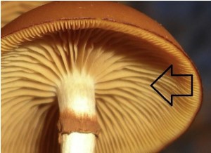 Image, underside of gallerina mushroom showing rusty brown gills