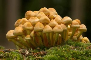 Image of hypholoma cluster