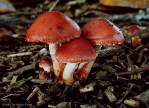 Image showing the reddish cap of Leratiomyces Ceres