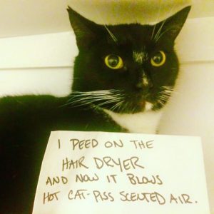Photo of a cat with a sign reading "I peed on the hairdryer and now it blows hot cat-piss scented air"
