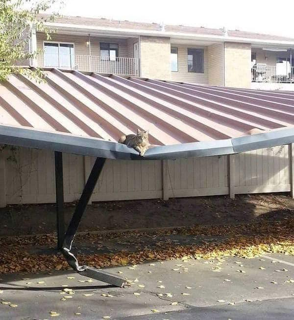 Photo of a small cat sitting in the bottom of a giant bend in a roof