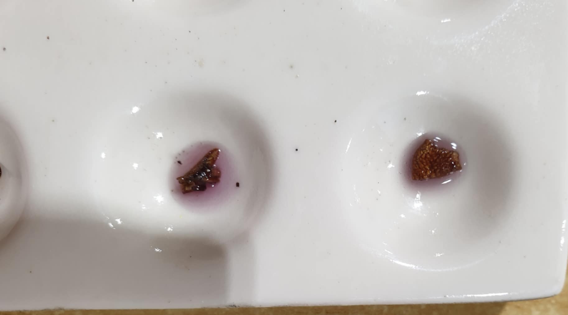 Psilocybe subaeruginosa reacting properly Ehrlich reagent